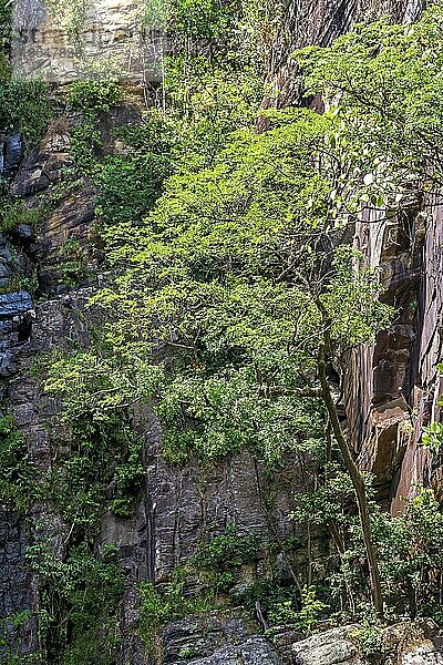 Waldvegetation  die sich mit den Felsen eines felsigen Abhangs im brasilianischen Cerrado Biom (Savanne) in der Serra do Cipo im Bundesstaat Minas Gerais  Brasilien  verbindet  Südamerika