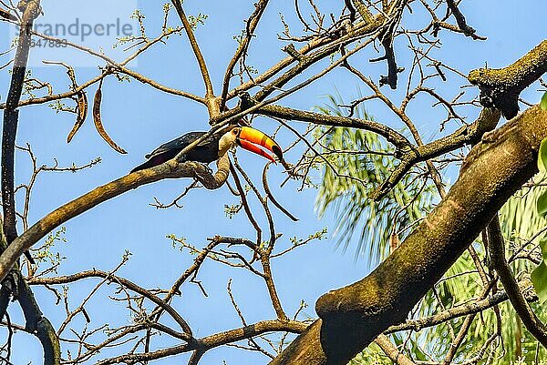 Ein Tukan sitzt am Nachmittag zwischen den Ästen eines Baumes im Bundesstaat Minas Gerais  Brasilien  Brasilien  Südamerika