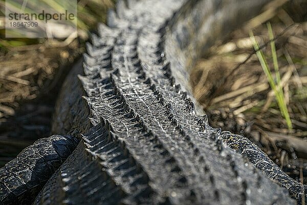 Nilkrokodil (Crocodylus niloticus)  Nahaufnahme von Rücken und Schwanz des Reptils. Gelbes Auge. Chobe Nationalpark  Botswana  Afrika