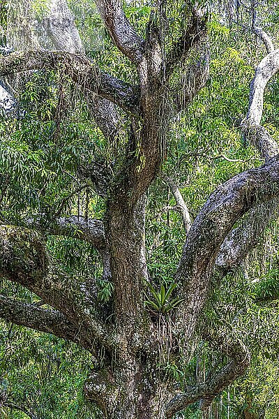 Baumstamm mit vielen Parasiten im geschützten Regenwald von Rio de Janeiro  Brasilien  Südamerika