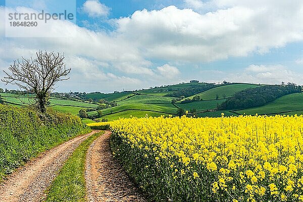 Rapsfelder und landwirtschaftliche Betriebe  Devon  England  Großbritannien  Europa