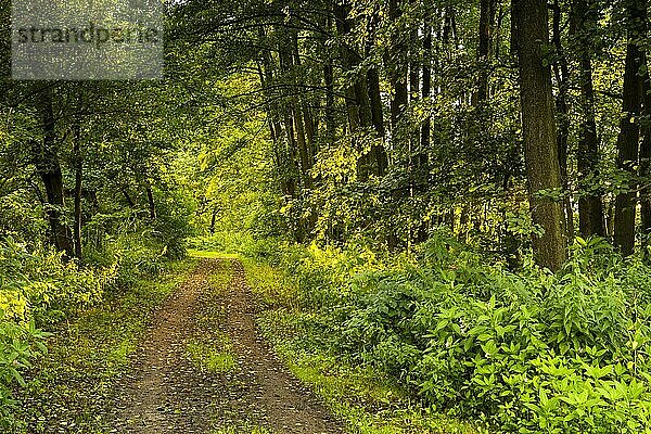 Ein Waldweg im Vogelschutzgebiet Rötelseeweiher zur goldenen Stunde  Cham  Oberpfalz  Bayern  Deutschland  Europa
