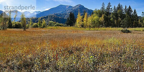 Moor im Herbst  Moorweiher bei Oberstdorf  Oberallgäu  Allgäu  Bayern  Deutschland  Europa