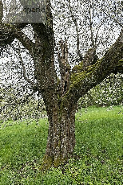 Alter Kirschbaum (Prunus) auf Streuobstwiese  Baumstamm  blühend  Baden-Württemberg  Deutschland  Europa