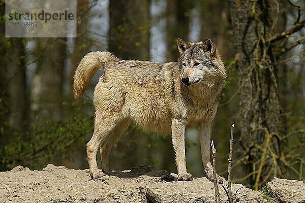 Timberwolf (Canis lupus lycaon)  Wolf  amerikanischer Wolf  auf einem Hügel  Deutschland  Europa
