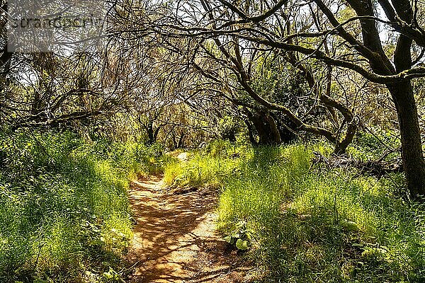 Fußweg durch einen Lorbeerwald in einer üppig grünen Landschaft in La Llania auf El Hierro  Kanarische Inseln