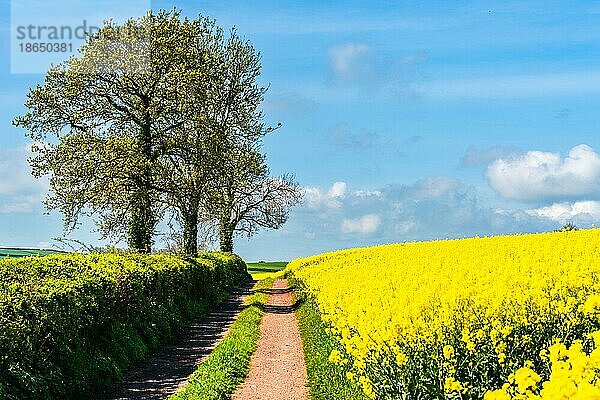 Rapsfelder und landwirtschaftliche Betriebe  Devon  England  Großbritannien  Europa