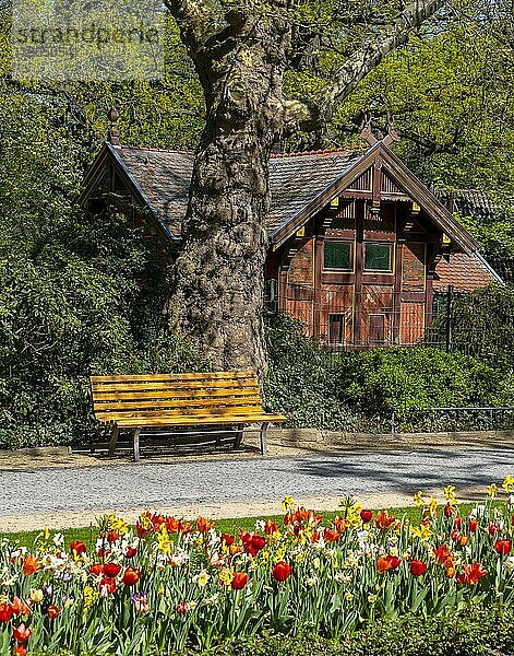 Gelbe und lila Tulpen in einem Beet im Park  Berlin  Deutschland  Europa