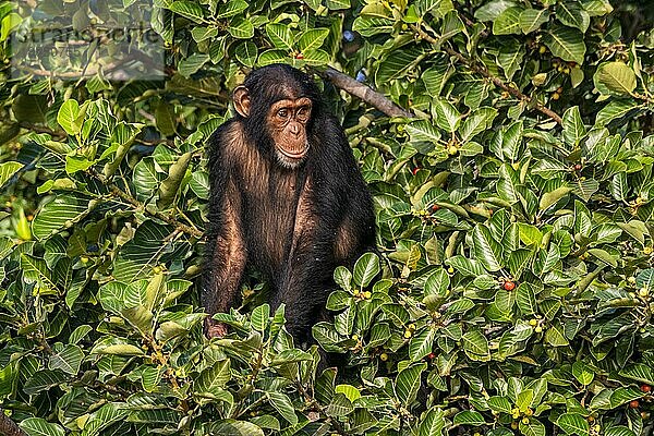 Schimpanse (Pan troglodytes)  River Gambia National Park  Gambia  Afrika
