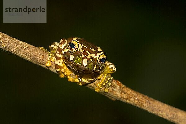 Jungtier des Madagaskarfrosches (Boophis roseipalmatus)  frontal  auf einem Ast sitzend  im Regenwald des Nationalpark Montagne d'Ambre  Nord-Madagaskar  Madagaskar  Afrika