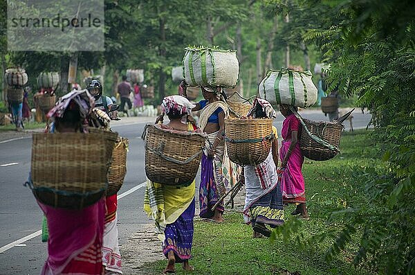 BOKAKHAT  INDIEN  4. MAI: Arbeiterinnen einer Teeplantage kehren am 4. Mai 2023 in Bokakhat  Indien  nach dem Pflücken der Teeblätter zurück  Asien