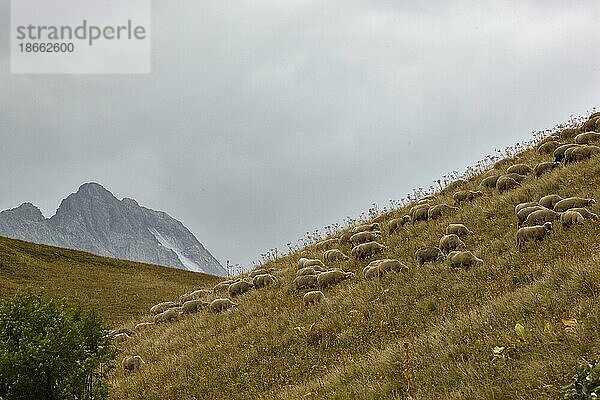 Schafe am Col du Galibier  Route des Grandes Alpes  französische Alpen  Frankreich  Europa