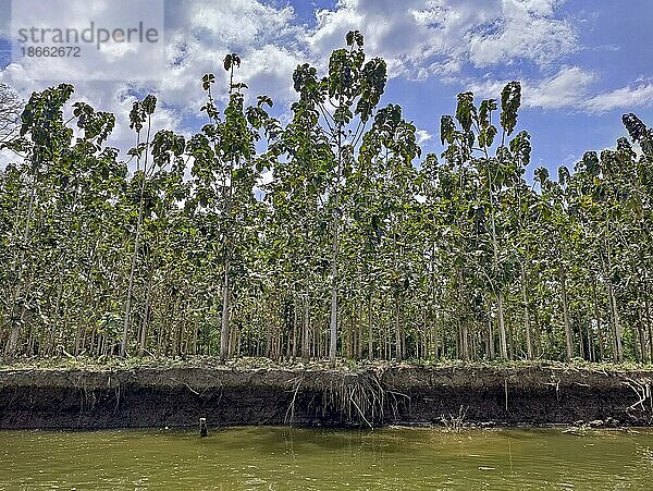 Tarcoles  Costa Rica  Eine Teakbaum (Tectona grandis) an den Ufern des Flusses Tarcoles  Mittelamerika
