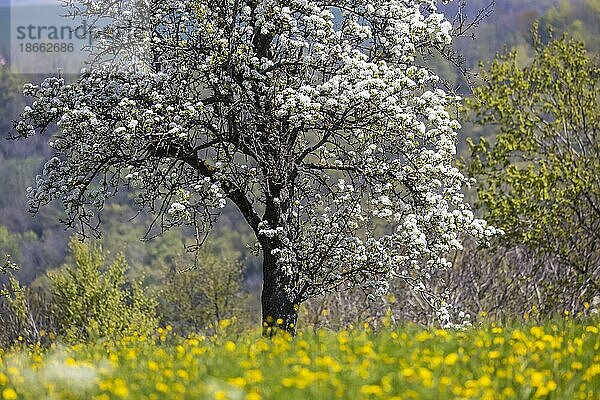 Frühling auf der Kuchalb auf der Schwäbischen Alb  blühende Obstbäume  Donzdorf  Baden-Württemberg  Deutschland  Europa