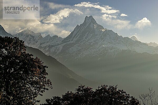 Machapuchare  der Fischschwanzberg  bei Sonnenaufgang vom Dorf Tadapani aus gesehen  auf dem Ghorepani and Poon Hill Trekking Trail. Eine Frühlingsansicht mit einigen blühenden Rhododendronbäumen im unteren Teil des Bildes. Der Machapuchare  der noch nie offiziell bestiegen wurde  dominiert die Szene. Links davon befindet sich der Gandharba Chuli  verbunden durch einen scharfen Grat  und dann die Annapurna III. Rechts vom Fishtail Mountain  in größerer Entfernung  befindet sich die Annapurna II. Annapurna Massiv  Annapurna Schutzgebiet