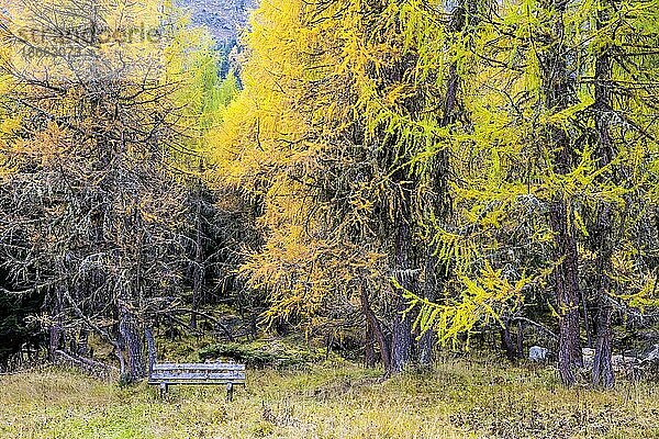 Gelb gefärbte Lärchen im Herbst am Palpuognasee  Preda  Bergün Filisur  Kanton Graubünden  Schweiz  Europa