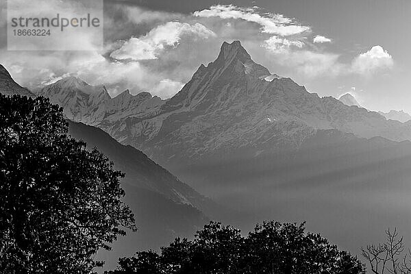 Machapuchare  der Fischschwanzberg  bei Sonnenaufgang vom Dorf Tadapani aus gesehen  auf dem Ghorepani and Poon Hill Trekking Trail. Eine Frühlingsansicht mit einigen blühenden Rhododendronbäumen im unteren Teil des Bildes. Der Machapuchare  der noch nie offiziell bestiegen wurde  dominiert die Szene. Links davon befindet sich der Gandharba Chuli  verbunden durch einen scharfen Grat  und dann die Annapurna III. Rechts vom Fishtail Mountain  in größerer Entfernung  befindet sich die Annapurna II. Ein monochromes  schwarzweißes Graustufenfoto