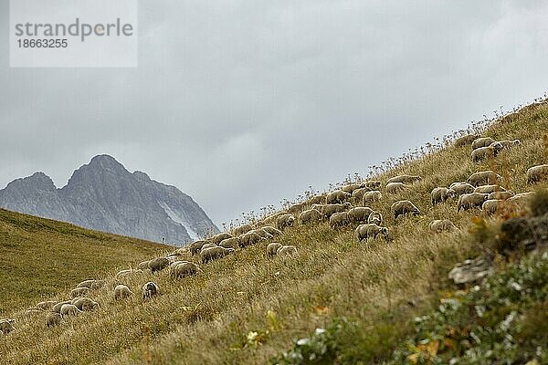 Schafe am Col du Galibier  Route des Grandes Alpes  französische Alpen  Frankreich  Europa