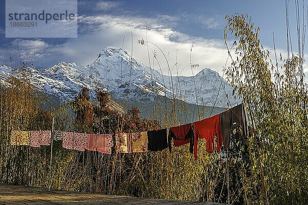 Lufttrocknende Wäsche  beleuchtet von den ersten Strahlen der aufgehenden Sonne  unter den Gipfeln der Annapurna South und des Hiunchuli. Der Frühling. Das Dorf Tadapani  Annapurna Conservation Area  Himalaya. Bezirk Kaski  Provinz Gandaki  Nepal  Asien