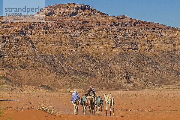 Beduinen mit Kamelen in der Wüste  Wadi Rum  Jordanien  Asien