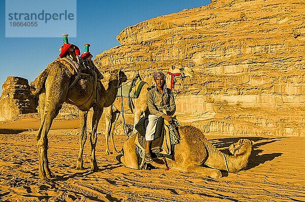 Freundlicher Beduine mit seinen Kamelen  Wadi Rum  Jordanien  Asien