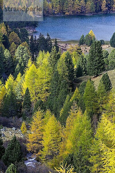 Gelb gefärbte Lärchen im Herbst am Palpuognasee  Preda  Bergün Filisur  Kanton Graubünden  Schweiz  Europa