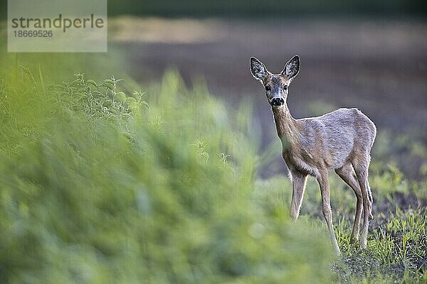 Reh (Capreolus capreolus)  Emsland  Niedersachsen  Deutschland  Europa