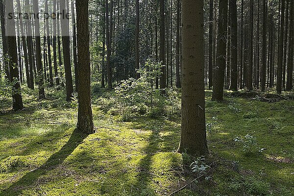 Licht im Wald  Emsland  Niedersachsen  Deutschland  Europa