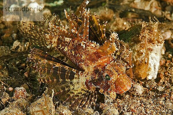Kleines Exemplar von Kurzflossen-Zwergfeuerfisch (Dendrochirus brachypterus) liegt auf Meeresboden in Korallenriff  Pazifik  Philippinen  Asien