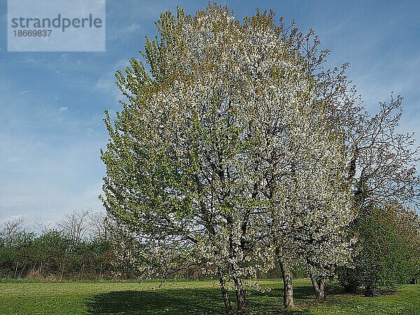 Kirschbaum (Prunus) vor blauem Himmel