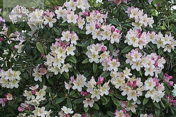 Rhododendronblüte (Rhododendron Percy Wiseman)  Emsland  Niedersachsen  Deutschland  Europa