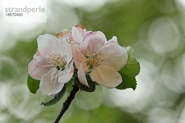 Apfelblüten (Malus)  mit Bokeh im Hintergrund  Wilden  Nordrhein. Westfalen  Deutschland  Europa