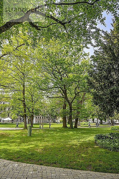 Bäume mit frischem  frühlingshaftem Grün im Stadtpark  Kempten  Allgäu  Bayern  Deutschland  Europa