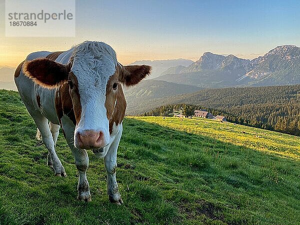 Neugierige Kuh bei Sonnenaufgang auf der Stoißer Alm im Chiemgau  Bayern  Deutschland  Europa