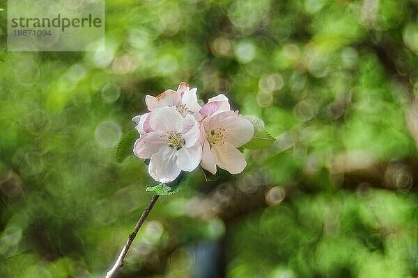 Apfelblüten (Malus)  Wilden  mit Bokeh im Hintergrund  Nordrhein. Westfalen  Deutschland  Europa