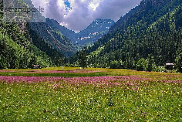 Wiese mit rosa Wildblumen vor dem Hochgolling  Niedere Tauern  Österreich  Europa