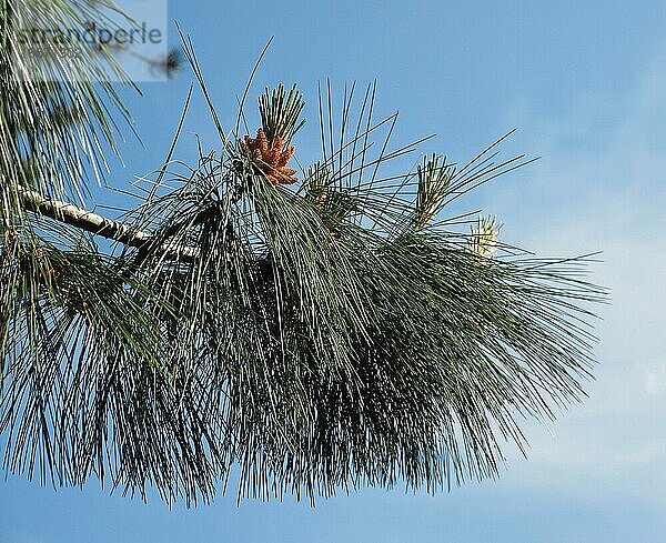 Kiefer (Nadelbaum der Gattung Pinus) (Familie Pinaceae)
