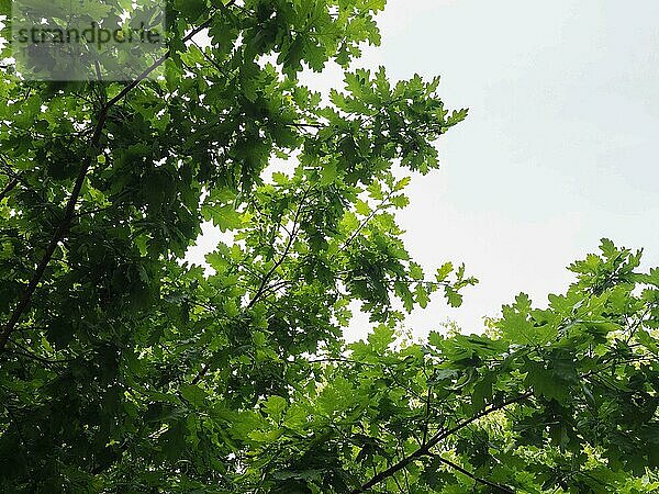 Eichenbaum (Quercus robur) Schössling