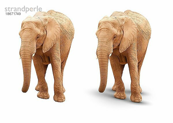 Erwachsener Elefant vor weißem Hintergrund mit und ohne A Schatten
