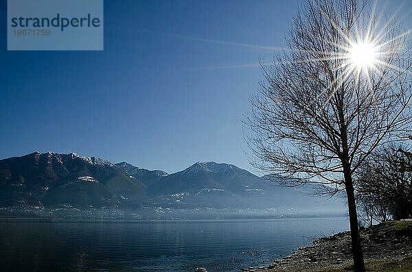 Kahler Baum an einem alpinen Lago Maggiore Sonnenstrahl im Tessin  Schweiz  Europa
