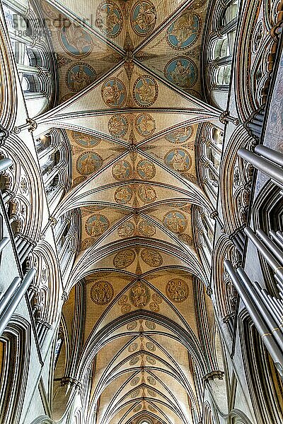 Gewölbedecke in der Kathedralkirche  Salisbury  Wiltshire  England  UK
