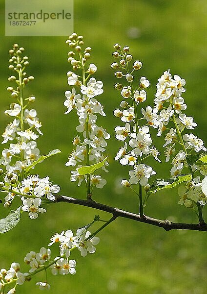 Gewöhnliche Traubenkirsche (Prunus padus)  mit weißen Blüten  Nordrhein-Westfalen  Deutschland  Europa
