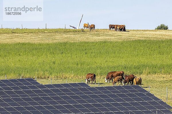 Solarfeld  Solarpark  Landschaft der Schwäbischen Alb mit Kühen auf der Weide  Nellingen  Baden-Württemberg  Deutschland  Europa