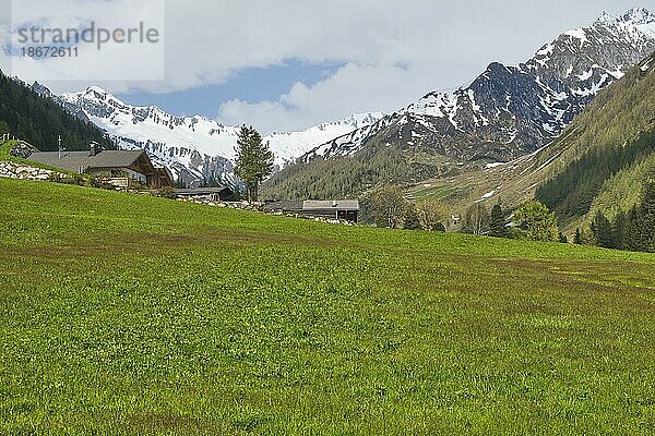 Verschneite Krimmler Tauern und Zillertaler Alpen  Wiese  Kasern  Ahrntal  Bozen  Südtirol  Italien  Europa