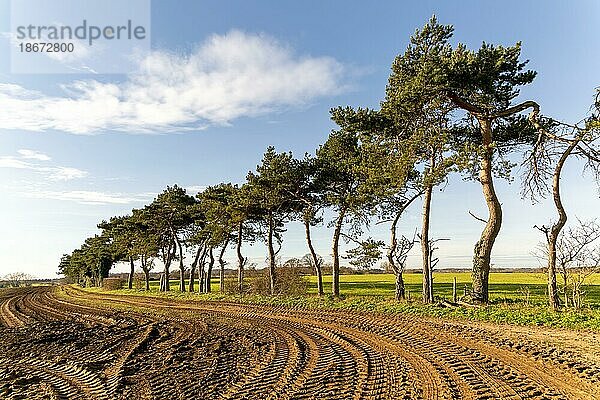 Eine Reihe von Waldkiefern  die eine Feldgrenze auf dem Lande markieren  Shottisham  Suffolk  England  UK