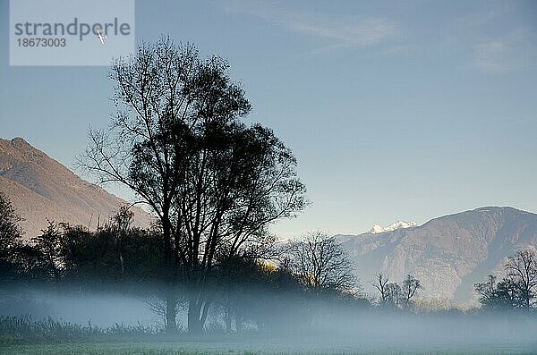 Baum mit Nebel auf Feld und Berg und ein Flugzeug im Tessin  Schweiz  Europa