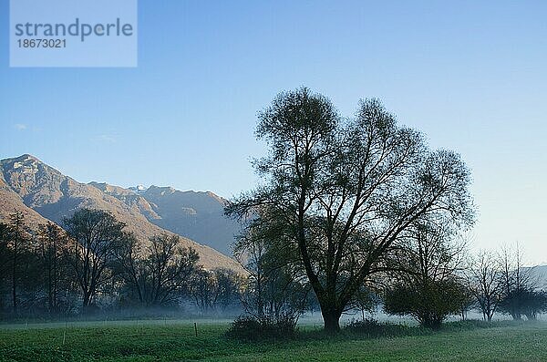 Kahler Baum mit Nebel auf Feld und Berg im Tessin  Schweiz  Europa