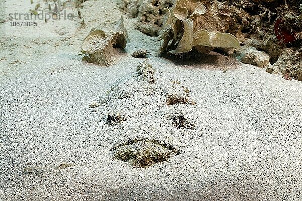Echter Steinfisch (Synanceia verrucosa)  sehr giftig  Tarnkünstler  im Sand eingegraben  getarnt im Sandgund  lauert auf Beute  Sulusee  Pazifik  Palawan  Calamian Inseln  Philippinen  Asien