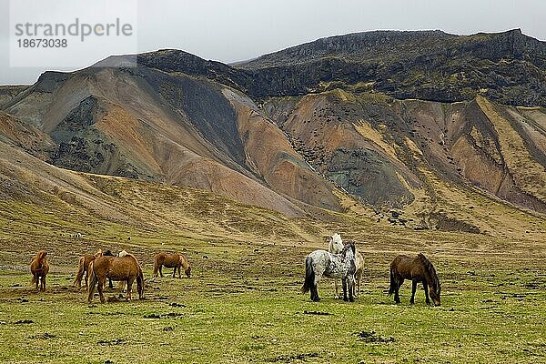 Pferdeherde (Equus ferus caballus) vor vulkanischer Landschaft an der Südkueste von Snaefellsnes  Vesturland  Island  Europa