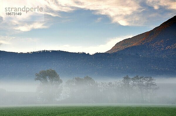 Bäume mit Nebel auf Feld und Berg im Tessin  Schweiz  Europa